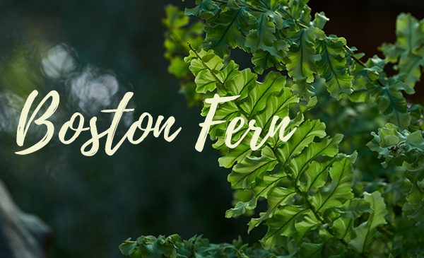 boston fern houseplant for clean air 