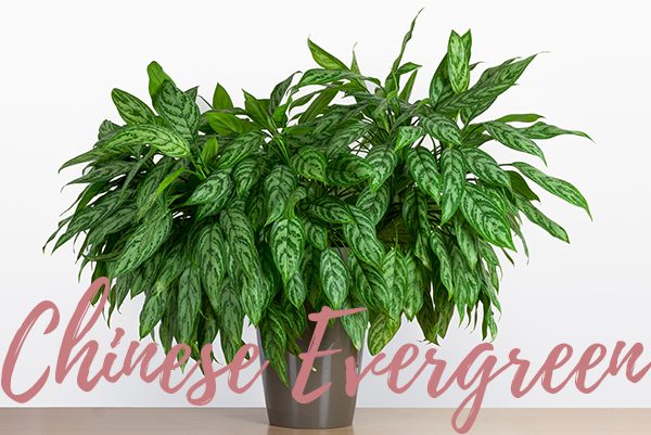 chinese evergreen houseplant for clean air
