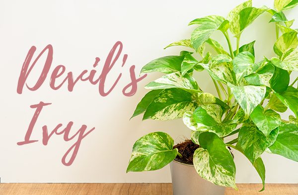 devil's ivy houseplant for clean air