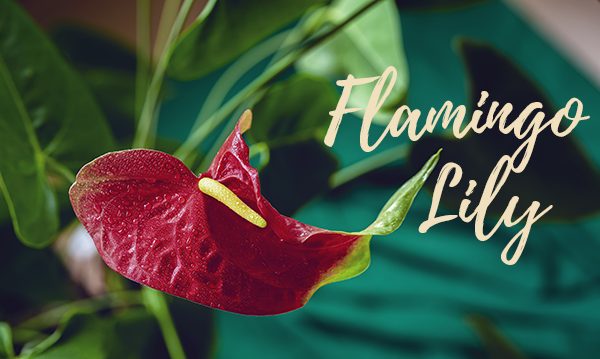 flamingo lily houseplant for clean air