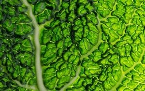 savoy cabbage leaf close-up
