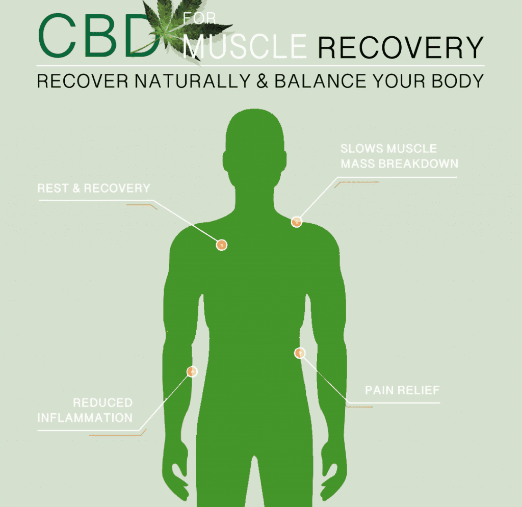 cbd & muscle recovery illustration